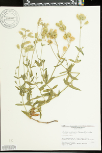 Silene vulgaris image