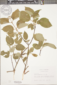 Cornus drummondii image