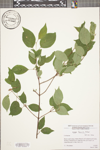 Cornus foemina image