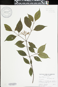 Cornus foemina image