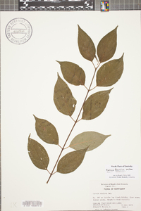 Cornus foemina image