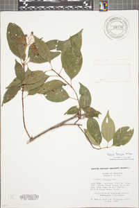 Cornus foemina image