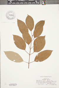 Cornus foemina image