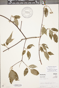 Cornus racemosa image