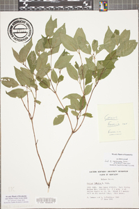 Cornus foemina image