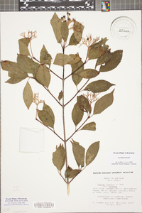 Cornus foemina image