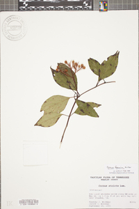 Cornus foemina image