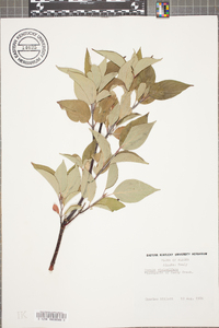 Cornus sericea subsp. sericea image