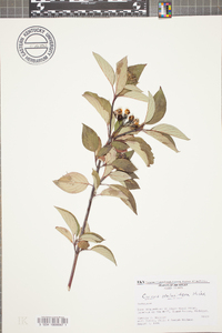 Cornus sericea subsp. sericea image