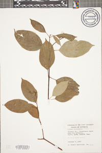 Cornus sericea subsp. sericea image