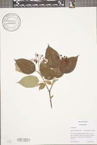 Cornus priceae image