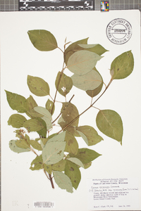 Cornus racemosa image