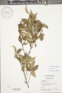 Cornus stricta image