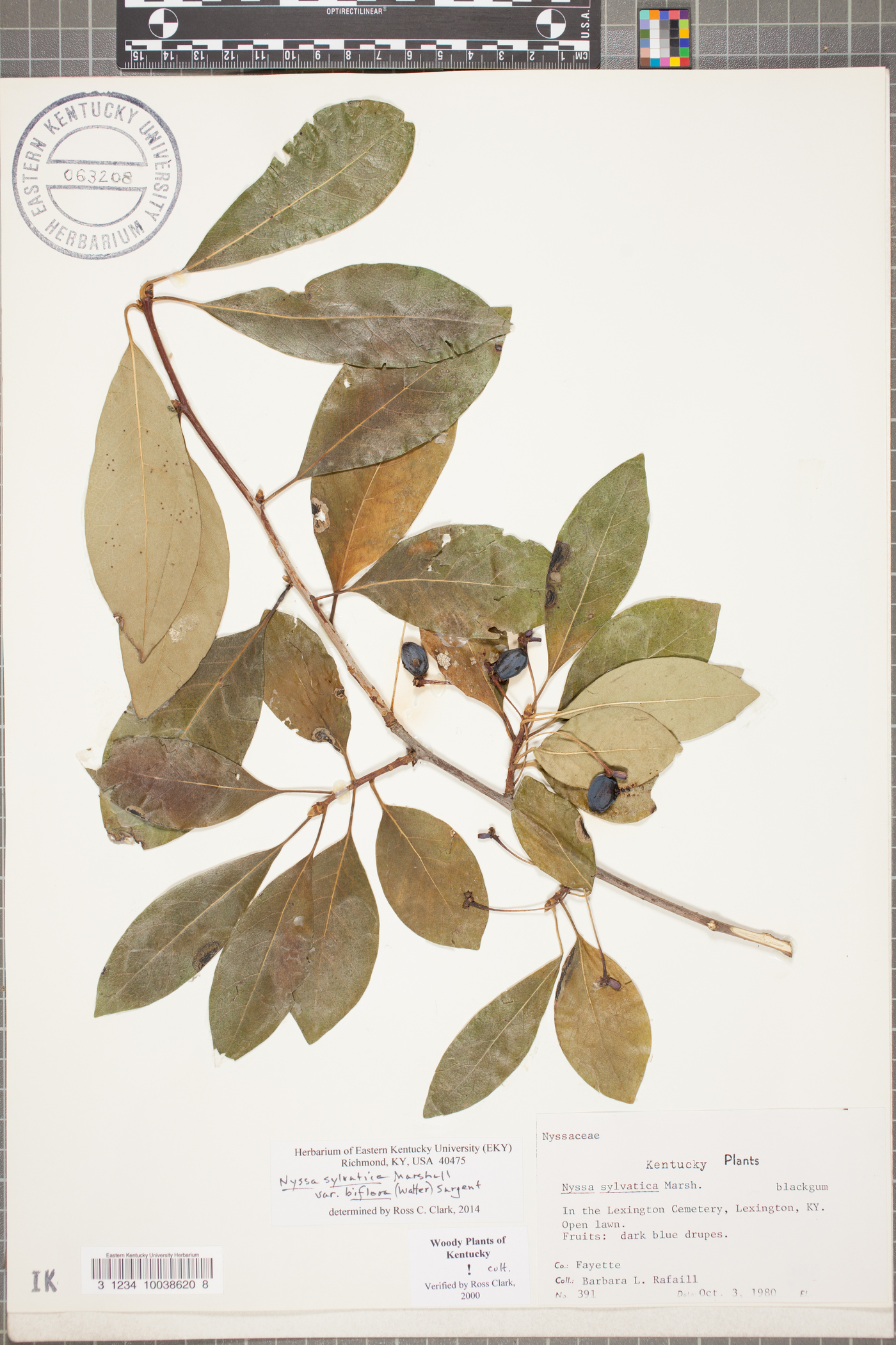 Nyssa sylvatica var. biflora image