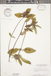 Ruellia caroliniensis image