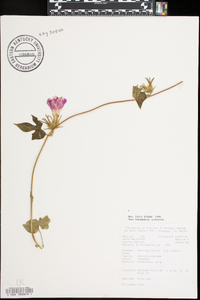 Ipomoea hederacea image