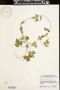 Ipomoea hederacea image