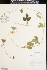 Ipomoea hederacea image