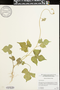 Ipomoea hederacea image