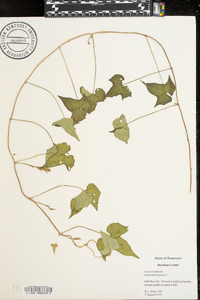 Ipomoea lacunosa image