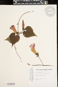 Ipomoea pandurata image