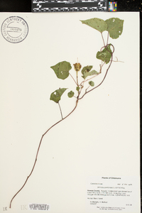 Ipomoea pandurata image