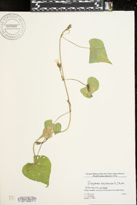 Ipomoea purpurea image