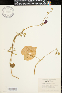 Ipomoea purpurea image