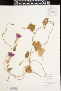 Ipomoea purpurea image