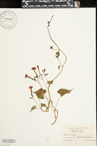 Ipomoea coccinea image