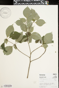 Cornus alternifolia image