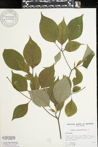 Cornus alternifolia image