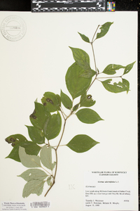 Cornus alternifolia image