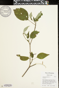 Cornus alternifolia image