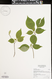 Cornus alternifolia image