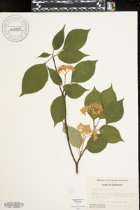 Cornus alternifolia image