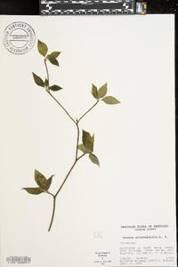 Cornus alternifolia image