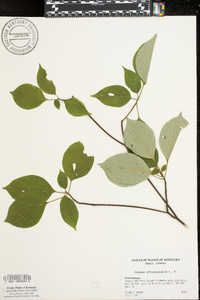 Cornus alternifolia image