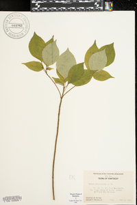 Cornus alternifolia image