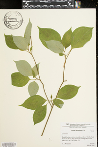 Cornus alternifolia image