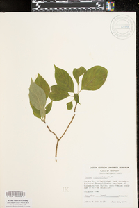 Cornus alternifolia image