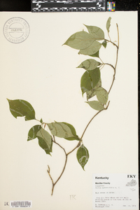 Cornus alternifolia image