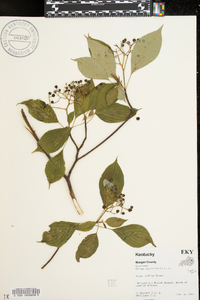 Cornus alternifolia image