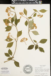 Cornus alternifolia image