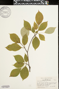 Cornus alternifolia image