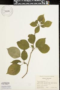 Cornus alternifolia image