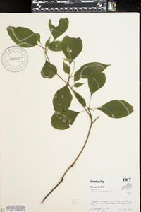 Cornus alternifolia image