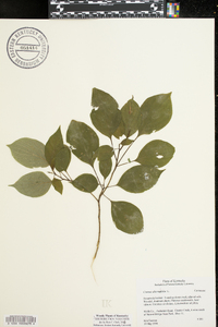 Cornus alternifolia image