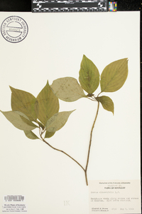 Cornus alternifolia image