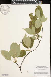 Cornus alternifolia image